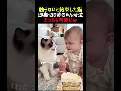 「触っちゃダメ」と言われた猫 ケーキを触り赤ちゃん号泣 thumbnail
