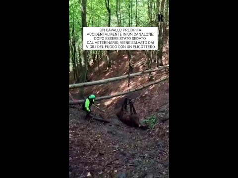 Cavallo precipita nel canalone, SOCCORSO con l'elicottero: l'animale SOSPESO nel vuoto thumbnail