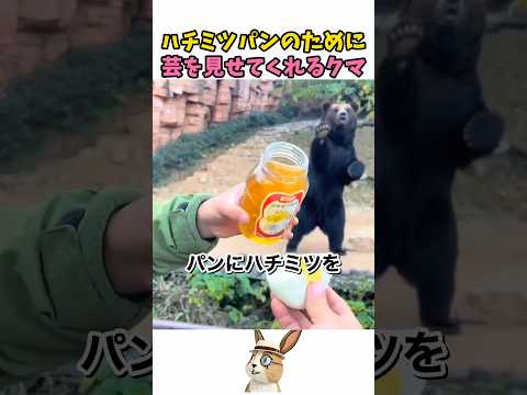 クマの目の前でハチミツをかけてみると thumbnail