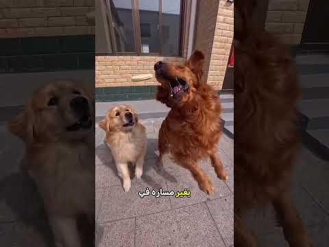 كلب محظوظ خطف الأكل في لمح البصر 🐕 thumbnail