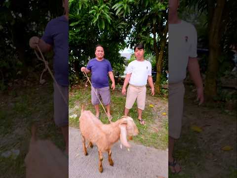Fariz kambingnya datang alhamdulillah hh #shorts thumbnail