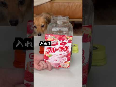 愛犬に材料選ばせて特製ドリンク使ってみた！2日かけてちゃんと飲みます。 thumbnail