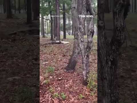 Police capture MASSIVE alligator near residential neighborhood #foxnews #news #shorts #animals thumbnail