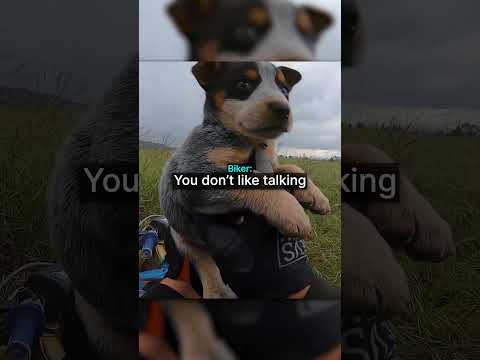 Biker Finds a Baby Coyote In the Middle Of Nowhere... thumbnail