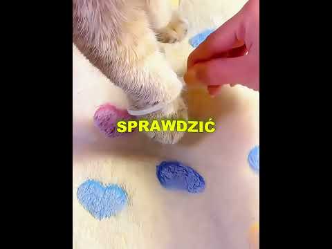 Najsłodszy sprawca w historii! 🐾 thumbnail