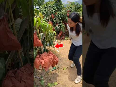 Cô gái này nói rằng ở chỗ họ có loại xoài không hạ #short thumbnail