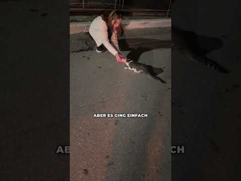 Wir finden eine hilflose Katze auf der Straße ? thumbnail