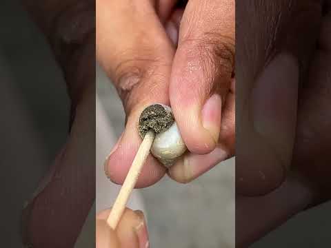 SNAIL SHELLS ARE STRONG AS TURTLE SHELL thumbnail