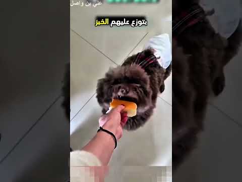 حاول يأكل الخبز بطريقة رائعة ومميزة وبعدها...!#shorts #shortvideo #shortsfeed #اسلاميات thumbnail