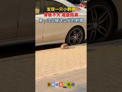 第一次见腿这么长在路上走的小刺猬，之前见的都是在草丛里面爬的 thumbnail