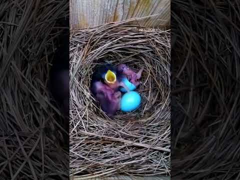 Extraordinary moment American Bluebird eggs hatch #shorts #birds #birdwatching #bluebird #birdsounds thumbnail