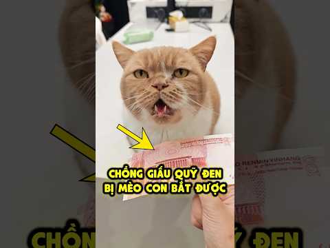 Mèo An An tìm quỹ đen cực đỉnh 🤐👊 thumbnail