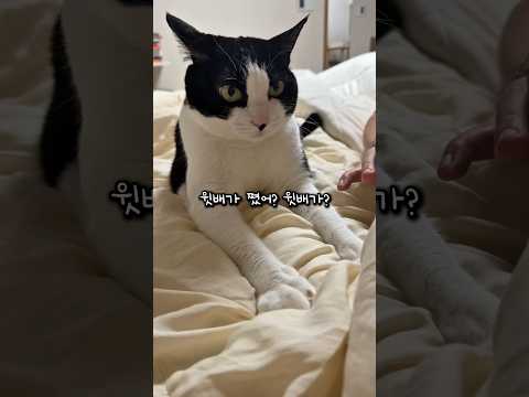 살 빼라고 눈치 주는 고양이 thumbnail