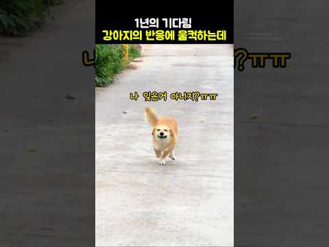 1년의 기다림 강인지의 반응에 울컥하는데 #강아지 #반려견 #눈물주의 thumbnail
