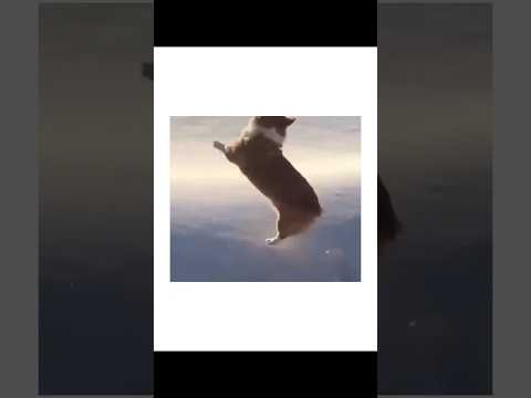 ワンちゃんたちの衝撃映像がヤバすぎたｗｗｗ thumbnail