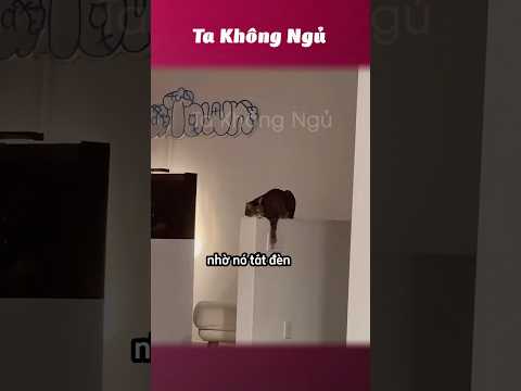 Nuôi mấy đứa này mới đáng tiền nè 🐱 #takhongngu thumbnail