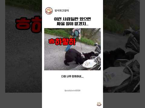 강아지를 보고 바이크가 줄줄이 멈춰선 이유 thumbnail