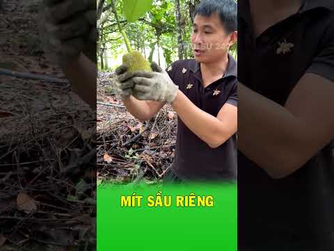 Quả mít nhỏ xíu mở ra khiến ai cũng bất ngờ thumbnail