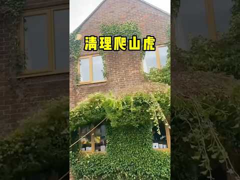 清理爬山虎的解压过程！ #趣闻 #科普 #趣事 #全球看点 thumbnail