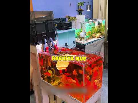 Lo que pasó cuando limpió el acuario por error 😳🐠 thumbnail