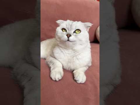 Sonya😂 #cat #cats thumbnail