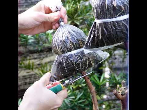 Branching Success - Air Layering Your Guava Tree for Abundant Growth thumbnail