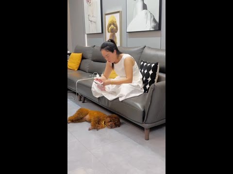 毛老板：还好我反应快 #funny#泰迪 #人宠互动 #shorts thumbnail