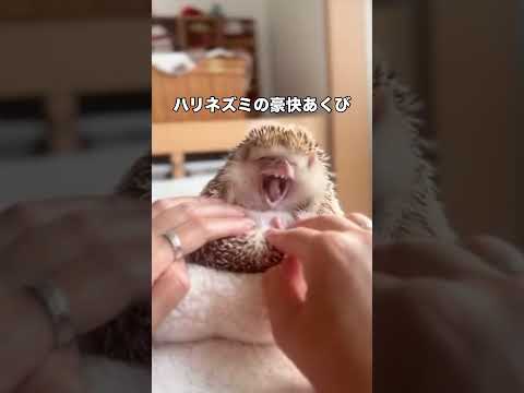 ハリネズミの大きなあくび🥱 #ハリネズミ #ネズミ #ハリネズミのいる暮らし #shorts thumbnail