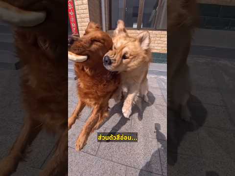 นี้สินะที่เขาเรียกดวงมันสู้กันไม่ได้🤣 #funny #dog #pets #china #shorts #fyp thumbnail