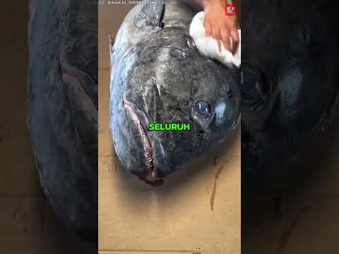 Mengubah Ikan Menjadi Karya Seni thumbnail