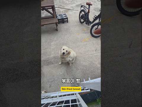 거듭된 훈련의 결과 #남해 #강아지 #반려견 #몽실이 #뽀끄미 #리트리버 #임보 #훈련 thumbnail