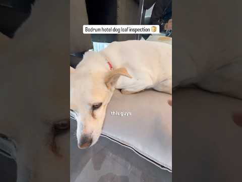 This hotel I stayed at in Bodrum had a dog so I rated its loaf without permission from the hotel ? thumbnail