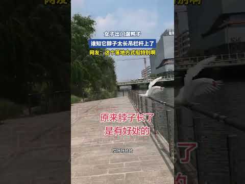 女子出门遛鸭子，谁知它脖子太长吊栏杆上了 thumbnail