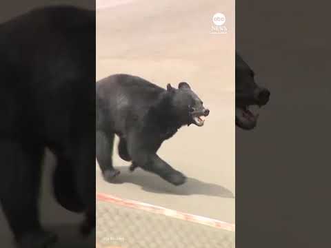 Bear attack in Japan injures four people thumbnail