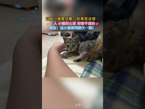 以為小貓要攻擊，結果😂… 🐱：人 咪的心思 你猜不到的🤗 網友：這小貓太 欠…親了叭🥰 #cat #cute #funny #funnyshorts #shorts thumbnail