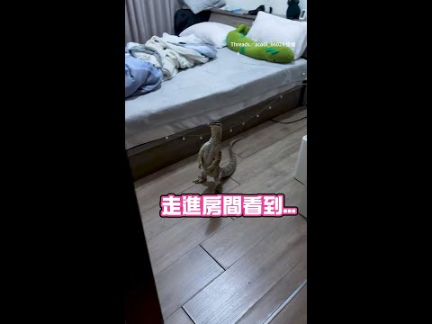 【在演哪齣？？】砂巨蜥站立發呆盯門口...哥吉拉魂上身XD｜#寵物雲 #shorts thumbnail