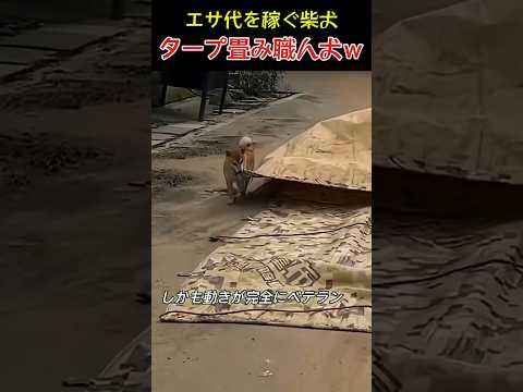 タープ畳み職人犬ｗ thumbnail