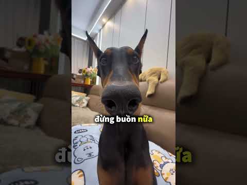 Chú chó chỉ yêu cô chủ của mình 🐶 thumbnail