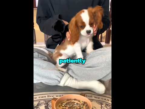 This puppy eats way too fast ??? thumbnail