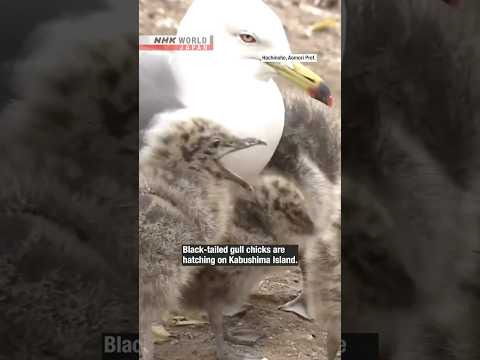'Sea cat' chicks hatch in AomoriーNHK WORLD-JAPAN NEWS #shorts thumbnail
