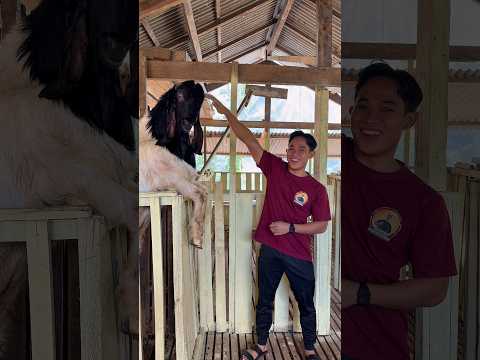 Beli kambing buat kurban#shorts #minivlog #bocilwargads #maspreman thumbnail