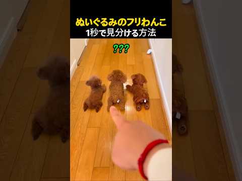 ぬいぐるみのフリわんちゃん1秒で見分ける方法 #面白い動物 #犬 thumbnail