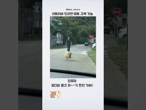 리트리버로 대신 고백하기 thumbnail