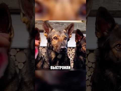 Три немецкие овчарки проучили наглого БЫВШЕГО🐕💪🔥 thumbnail