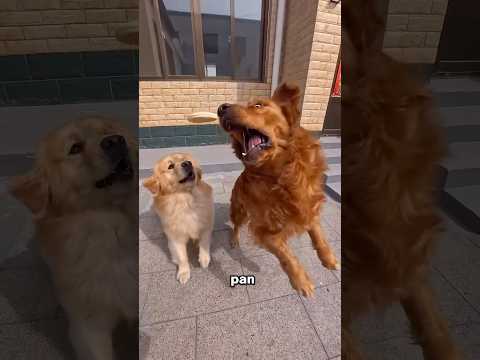 Este Perro Le Robó El Pan En El Último Momento thumbnail