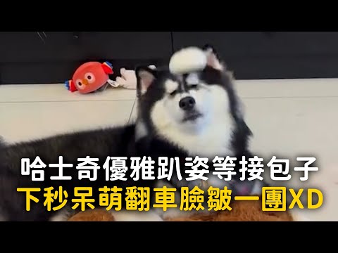 哈士奇優雅趴姿等接包子　下秒呆萌翻車臉皺一團XD thumbnail