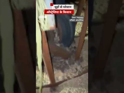 एक ऐसा देश, जहां हर तरफ़ चूहे ही चूहे नज़र आ रहे हैं और वो भारी तबाही मचा रहे हैं... #mouse thumbnail