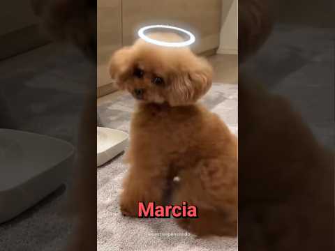 O evento canônico de todo cachorro (a máquina falhou)  #petsfofinhos  #pets #cachorrosdivertidos thumbnail