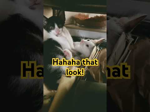 Awat na! That look at the end #kittens #cats thumbnail