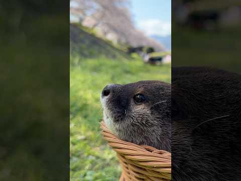 心地よい春の日差しの中、カワウソたちと戯れる😏😏 Playing With the Otters in the Pleasant Spring Sunshine #shorts thumbnail